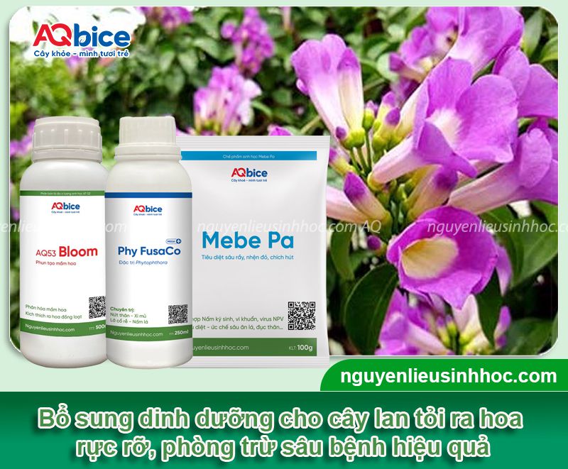 Cách trồng hoa lan tỏi tại nhà, nở hoa quanh năm 4 Cách trồng hoa lan tỏi và chăm cây nở hoa tươi thắm quanh năm