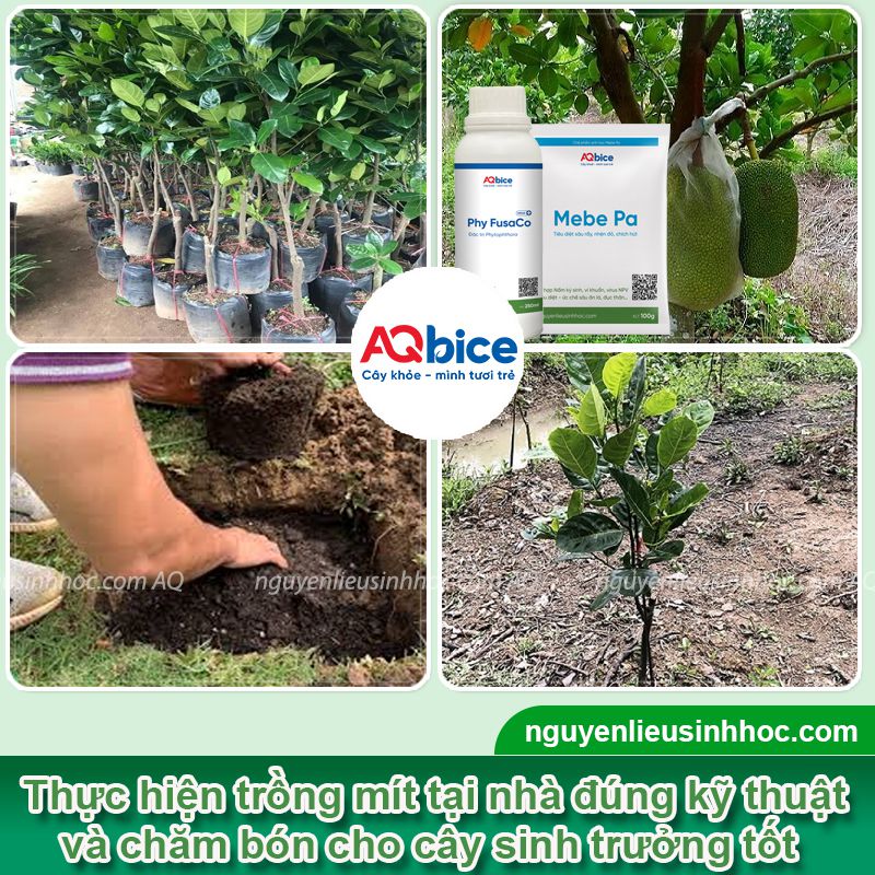 Trồng cây mít trước nhà có tốt không? Vị trí phù hợp phong thủy? 3 Trồng cây mít trước nhà có tốt không? Vị trí phù hợp phong thủy?