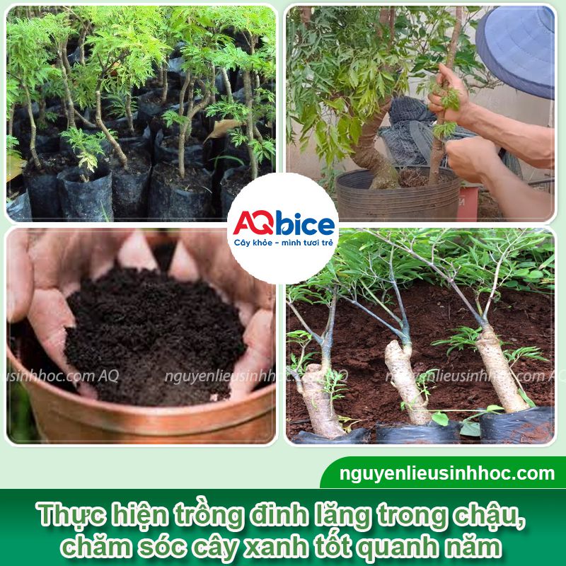 Trồng cây đinh lăng trước nhà có tốt không? Vị trí phù hợp 4 Trồng cây đinh lăng trước nhà có tốt không? Vị trí hợp phong thủy