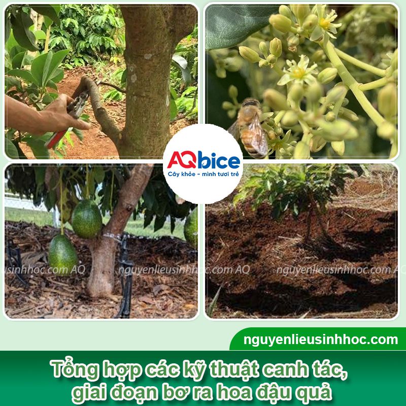 Thuốc chặn đọt bơ: Hiệu quả nhanh chóng, an toàn cho cây 3 Thuốc chặn đọt bơ sinh học nhanh chóng, an toàn cho cây