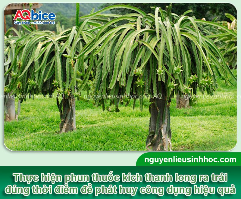 Thuốc kích thanh long ra trái Kfruit tăng tỷ lệ đậu trái, đẹp mã 2 Thuốc kích thanh long ra trái Kfruit tăng tỷ lệ đậu trái, đẹp mã