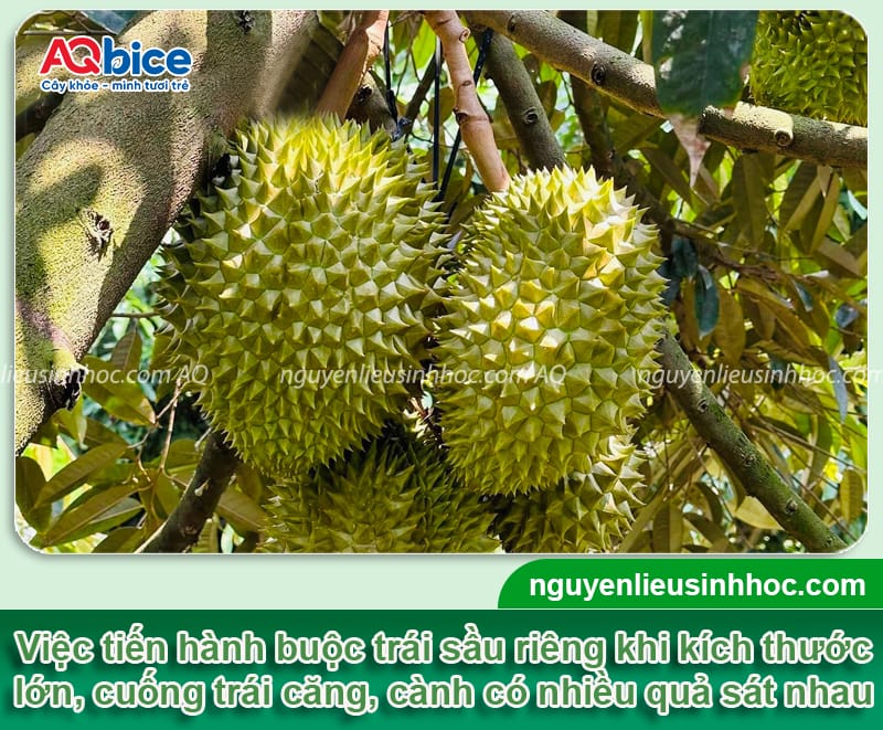Cách cột trái sầu riêng hiệu quả, giúp giảm rụng trái non 2 Hướng dẫn cách cột trái sầu riêng, giảm rụng non hiệu quả