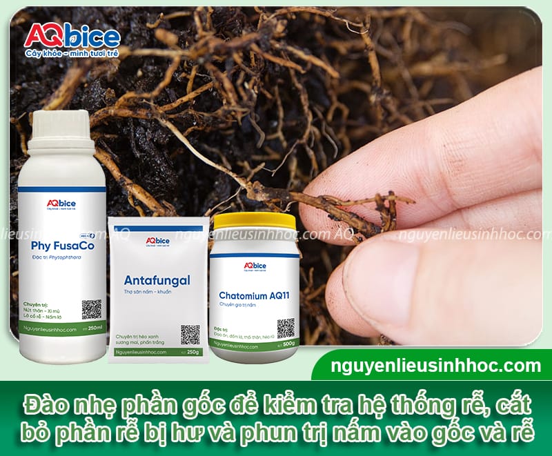 Cách cứu cây mít sắp chết phục hồi nhanh, xanh tươi trở lại 4 Cách cứu cây mít sắp chết phục hồi nhanh, xanh tươi trở lại