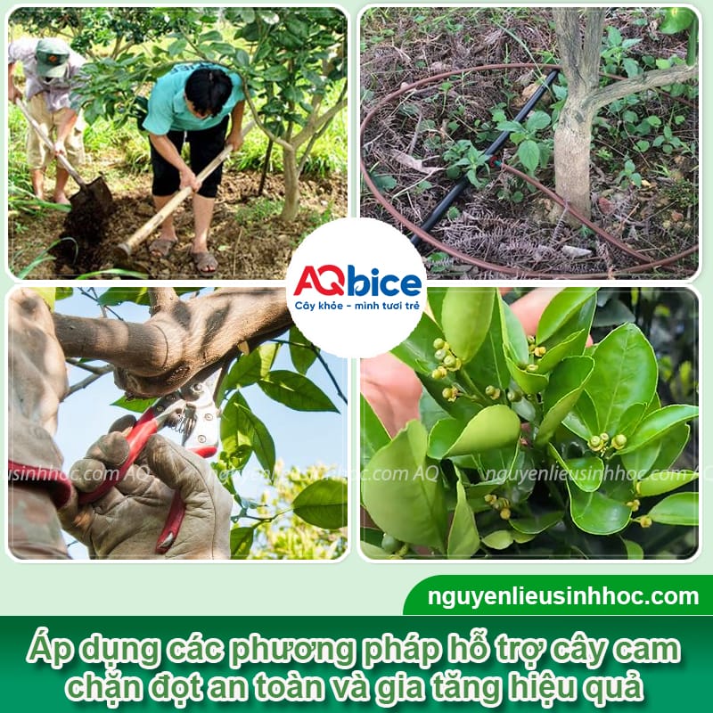 Thuốc chặn đọt cam giúp lá mau già, cây phân hóa nhanh 4 Thuốc chặn đọt cam: Cách giúp cây phân hóa mầm hoa đúng cách