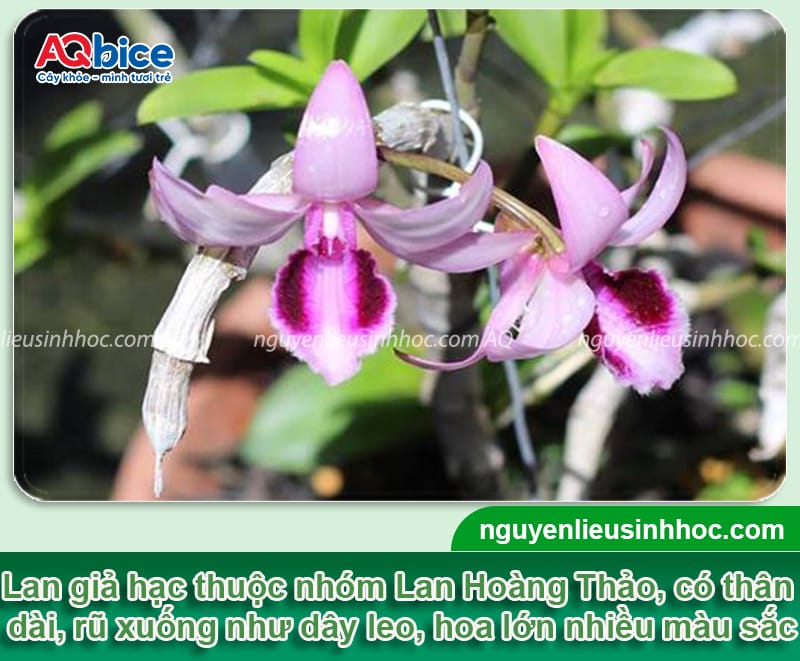 Hướng dẫn cách trồng lan giả hạc tại nhà, dễ thực hiện 2 Hướng dẫn cách trồng lan giả hạc ra hoa đều, không sâu bệnh