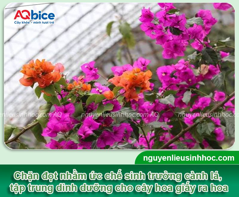Thuốc chặn đọt hoa giấy già lá nhanh và kích cây ra hoa đều 2 Thuốc chặn đọt hoa giấy già lá nhanh và kích cây ra hoa đều