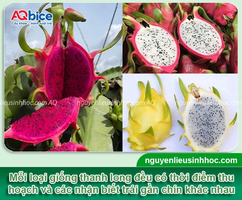 Thu hoạch thanh long: Bí quyết thu hoạch trái đạt chuẩn 2 Thu hoạch thanh long: Bí quyết thu hoạch trái chuẩn nông sản