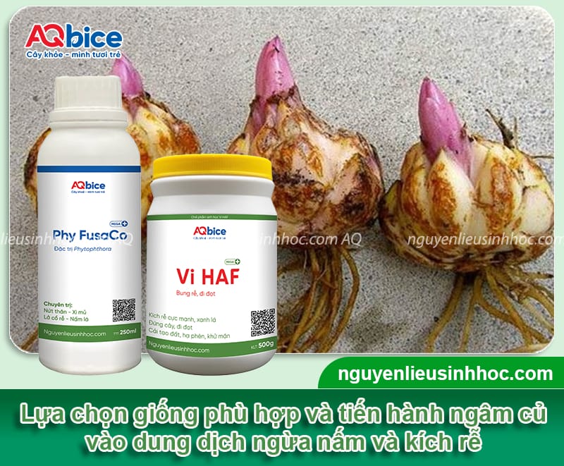 Hướng dẫn cách trồng hoa loa kèn nhanh lớn, hoa nở rực rỡ 4 Hướng dẫn cách trồng hoa loa kèn nhanh lớn, hoa nở rực rỡ
