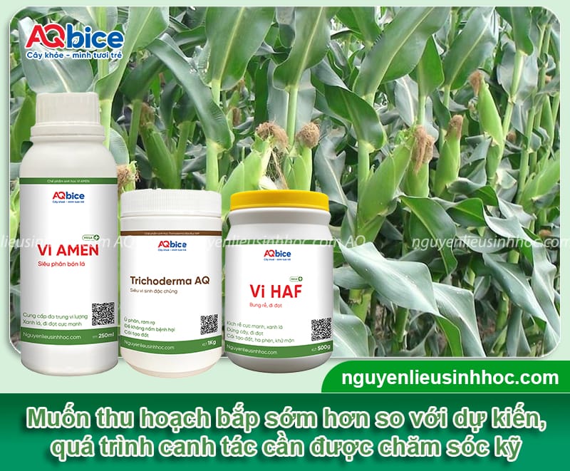 Trồng bắp bao lâu thu hoạch? Cách bảo quản ngô tại nhà 6 Trồng bắp bao lâu thu hoạch? Cách bảo quản ngô tại nhà