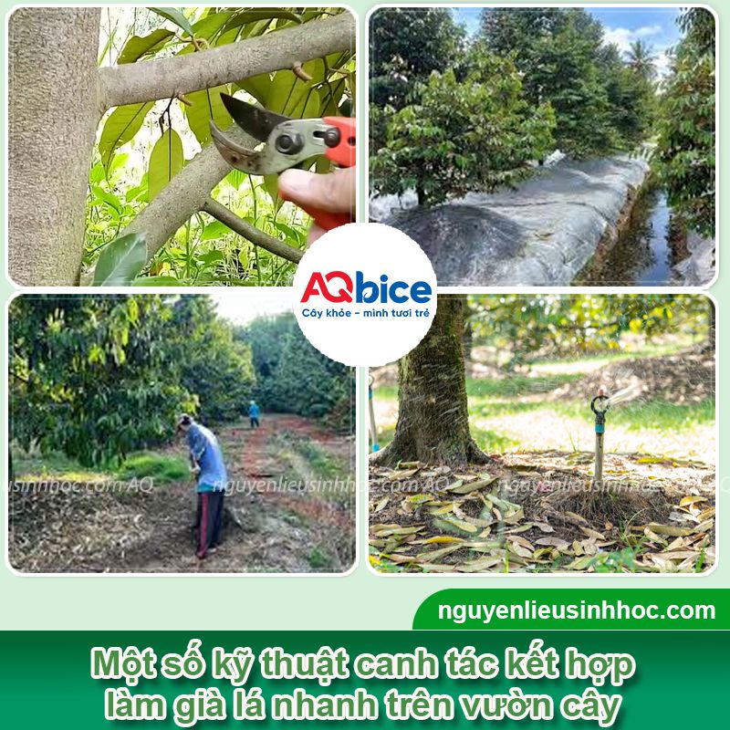 Thuốc già lá nhanh giúp chặn đọt non thần tốc, hoa ra nhiều 3 Thuốc già lá nhanh chặn đọt kịp thời cho cây đậu quả năng suất