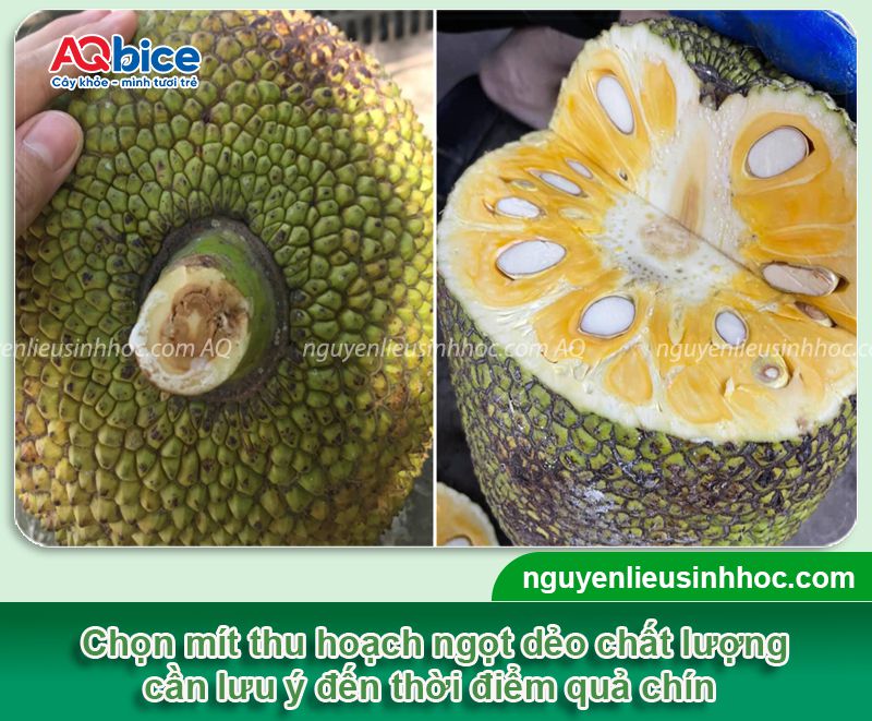 Mít ra quả bao lâu thì chín? Dấu hiệu mít chín cây thơm ngon