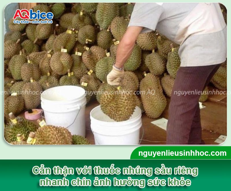 Top 8 cách ủ sầu riêng nhanh chín tự nhiên, an toàn tại nhà 5 Top 8 cách ủ sầu riêng nhanh chín tự nhiên, an toàn tại nhà