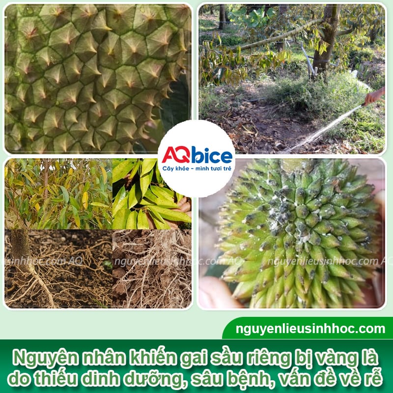 Sầu riêng bị vàng gai do đâu và Cách khắc phục 2 Sầu riêng bị vàng gai nguyên nhân do đâu và cách khắc phục