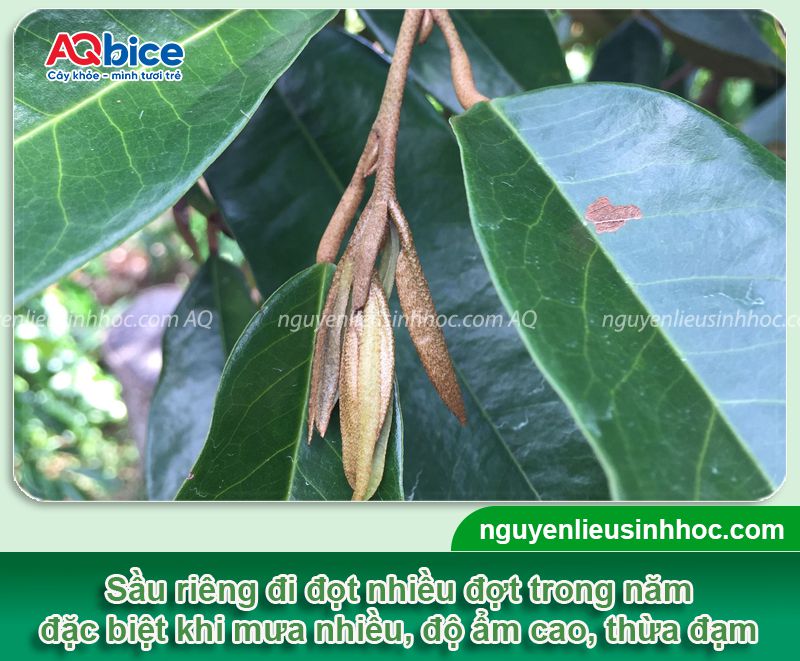 Thuốc chặn đọt sầu riêng giúp ức chế đọt non, lá nhanh già 2 Thuốc chặn đọt sầu riêng ức chế đọt, lá nhanh già và tăng đậu trái