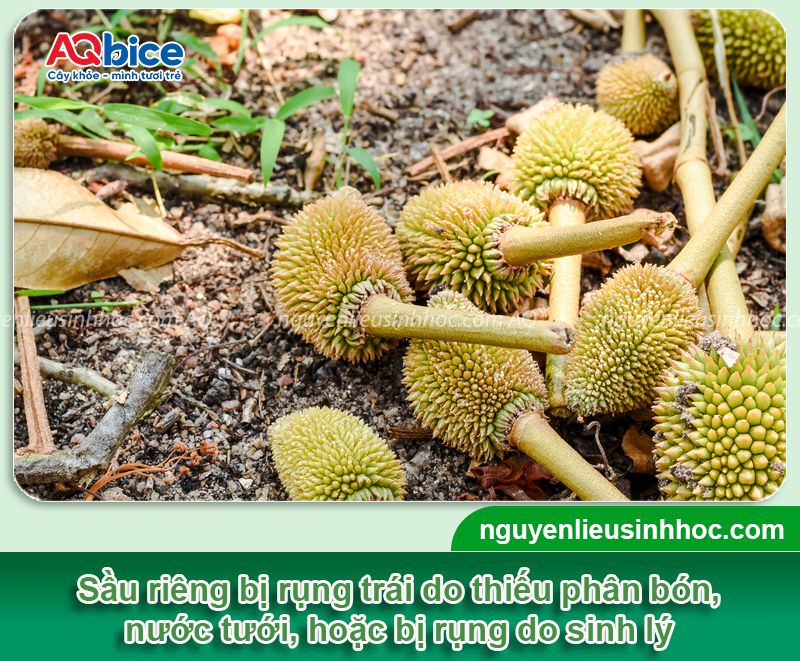 Thuốc chống rụng trái non sầu riêng Kfruit tăng tỷ lệ đậu trái 2 Thuốc chống rụng trái non sầu riêng Kfruit tăng tỷ lệ đậu trái