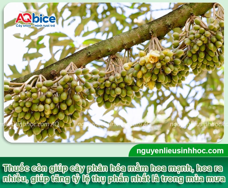 Siêu Chặn Đọt - Ức chế đọt non, thúc đẩy ra hoa, cho ra trái ngọt 7 Phân vi lượng siêu chặn đọt ức chế đọt non, thúc đẩy ra hoa