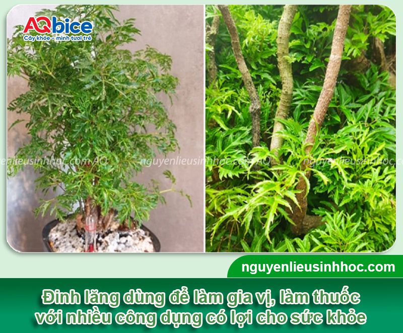 Trồng cây đinh lăng trước nhà có tốt không? Vị trí phù hợp 2 Trồng cây đinh lăng trước nhà có tốt không? Vị trí hợp phong thủy