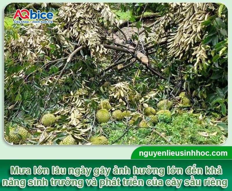 Chăm sóc sầu riêng mùa mưa để cây khỏe giữ trái chắc