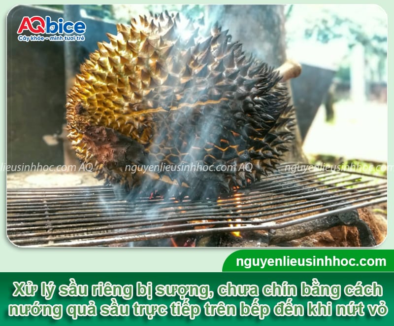 Cách xử lý sầu riêng chưa chín đã bổ nhanh chóng, đơn giản 5 Xử lý sầu riêng chưa chín, giải quyết tình trạng sượng cơm