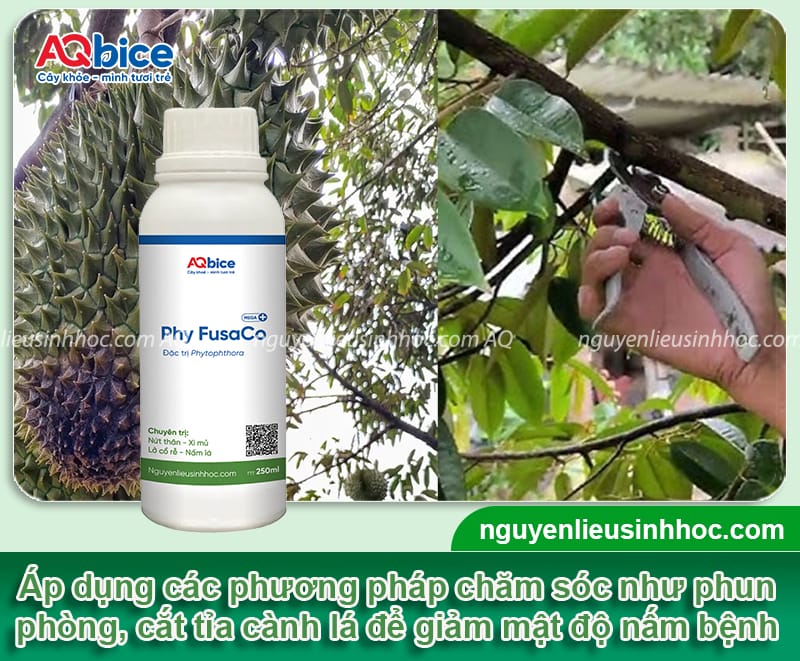 Cách chăm sóc sầu riêng mùa mưa để giữ trái chắc, cây khỏe 3 Hướng dẫn chăm sóc sầu riêng mùa mưa giữ trái chắc, cây khỏe