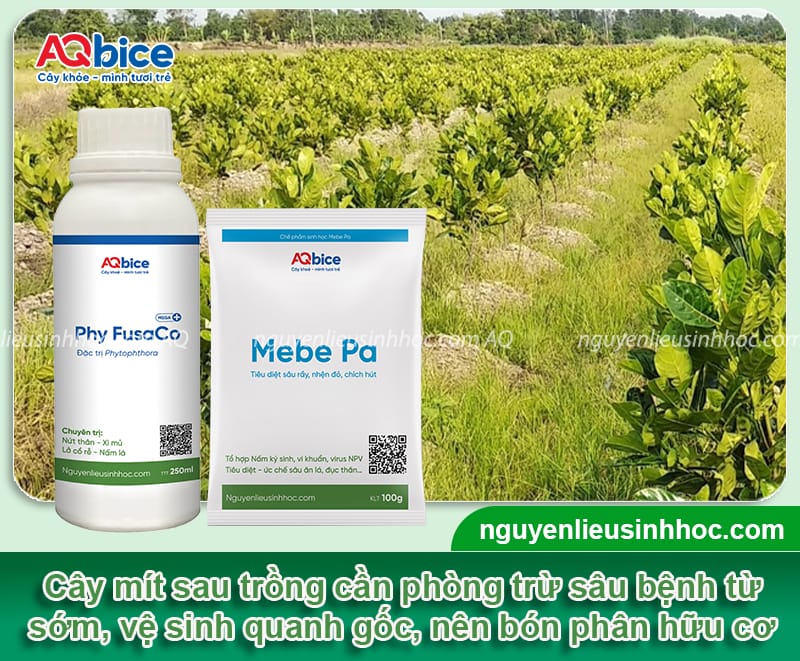 Cách chăm sóc cây mít mới trồng mau bén rễ, phát triển 5 Cách chăm sóc cây mít mới trồng mau bén rễ, phát triển tốt