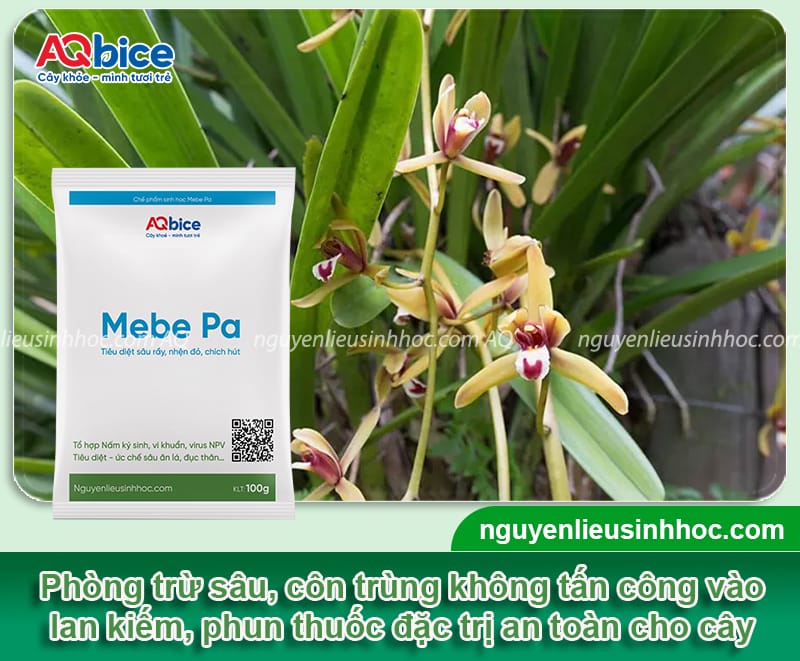 Cách trồng lan kiếm đúng chuẩn kỹ thuật, hoa ra rực rỡ 13 Hướng dẫn cách trồng lan kiếm đúng kỹ thuật, cây mau ra hoa