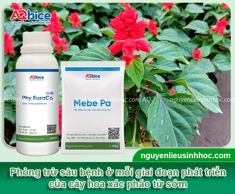 Cách trồng hoa xác pháo lâu tàn, hoa nở đều và bền màu 7 Chi tiết cách trồng hoa xác pháo lâu tàn, hoa nở đều và bền màu