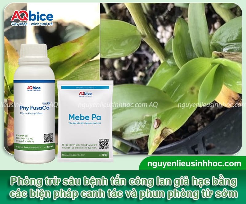 Hướng dẫn cách trồng lan giả hạc tại nhà, dễ thực hiện 6 Hướng dẫn cách trồng lan giả hạc ra hoa đều, không sâu bệnh