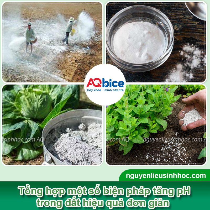 Hướng dẫn cách tăng độ pH cho đất, khử chua, hạ phèn 4 Hướng dẫn cách tăng độ pH cho đất, nâng cao năng suất cây trồng