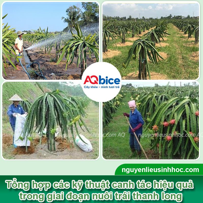 Thuốc kích thanh long ra trái Kfruit tăng tỷ lệ đậu trái, đẹp mã 3 Thuốc kích thanh long ra trái Kfruit tăng tỷ lệ đậu trái, đẹp mã