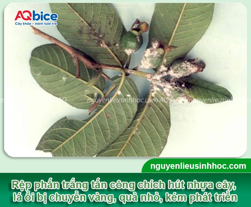Top 5 loài sâu ổi thường gặp và Cách phòng trừ dứt điểm 5 Top 5 loài sâu ổi, côn trùng chích hút gây hại và cách phòng trị