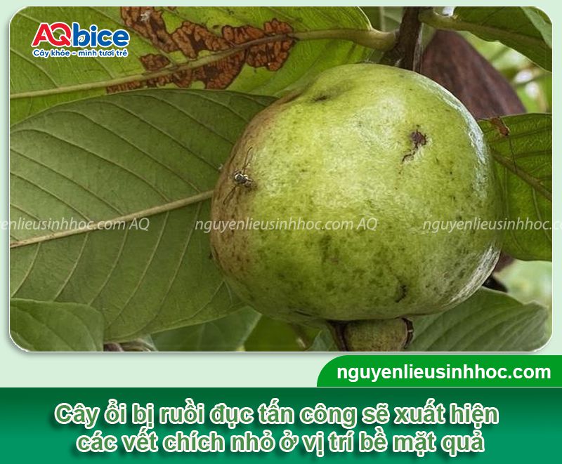 Top 5 loài sâu ổi thường gặp và Cách phòng trừ dứt điểm 6 Top 5 loài sâu ổi, côn trùng chích hút gây hại và cách phòng trị