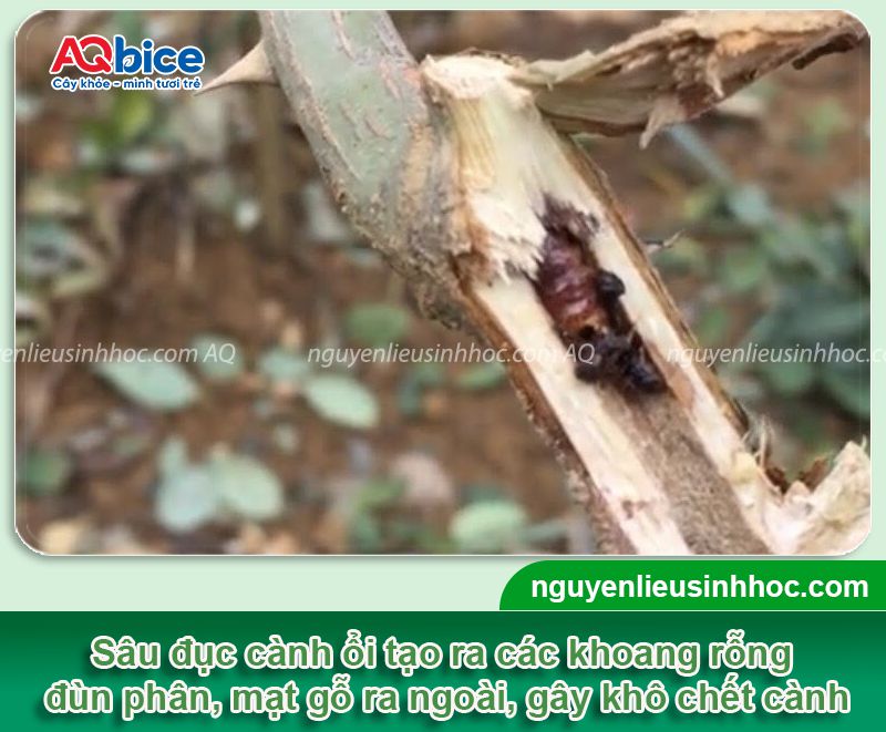 Top 5 loài sâu ổi thường gặp và Cách phòng trừ dứt điểm 4 Top 5 loài sâu ổi, côn trùng chích hút gây hại và cách phòng trị