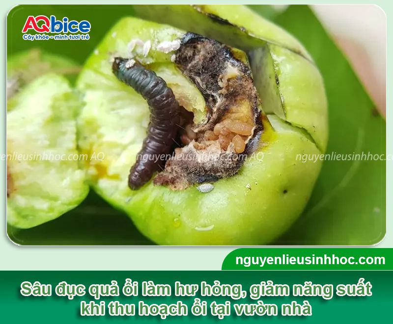 Top 5 loài sâu ổi thường gặp và Cách phòng trừ dứt điểm 2 Top 5 loài sâu ổi, côn trùng chích hút gây hại và cách phòng trị