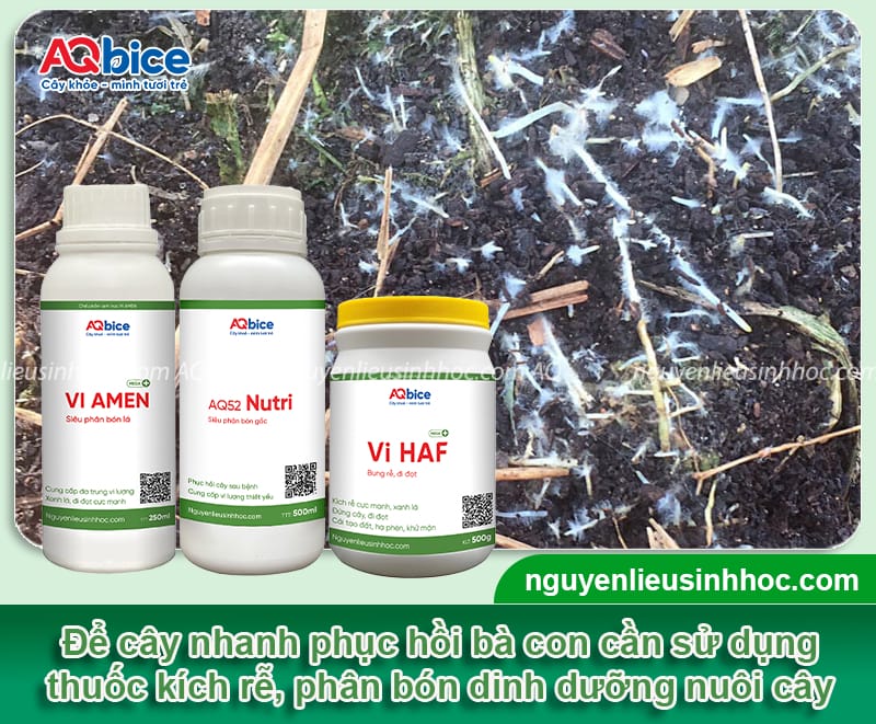 Cách cứu cây mít sắp chết phục hồi nhanh, xanh tươi trở lại 7 Cách cứu cây mít sắp chết phục hồi nhanh, xanh tươi trở lại