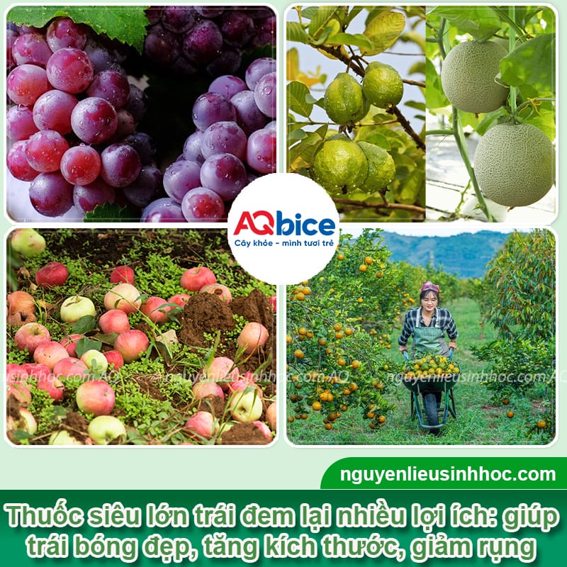 Thuốc siêu to trái giúp trái to nhanh, đẹp mã, ngọt tự nhiên 3 Thuốc siêu to trái giúp trái to nhanh, đẹp mã, ngọt tự nhiên