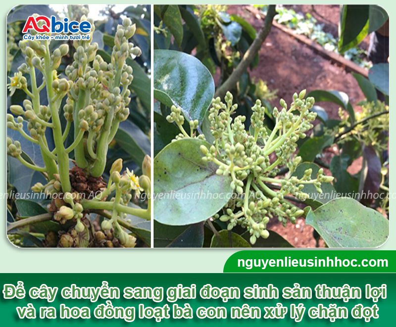 Thuốc chặn đọt bơ: Hiệu quả nhanh chóng, an toàn cho cây 2 Thuốc chặn đọt bơ sinh học nhanh chóng, an toàn cho cây
