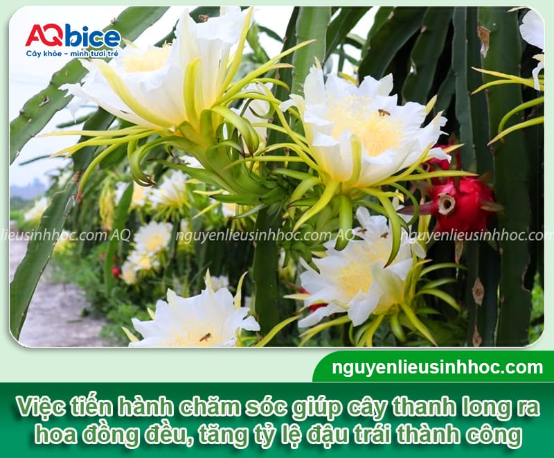 Hướng dẫn cách chăm sóc cây thanh long ra hoa đồng đều 2 Hướng dẫn cách chăm sóc cây thanh long ra hoa đồng đều