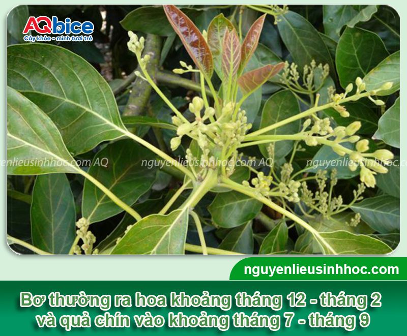 Thuốc kích ra hoa bơ Bloom chống rụng hoa, rụng trái non 2 Thuốc kích ra hoa bơ Bloom chống rụng hoa, rụng trái non