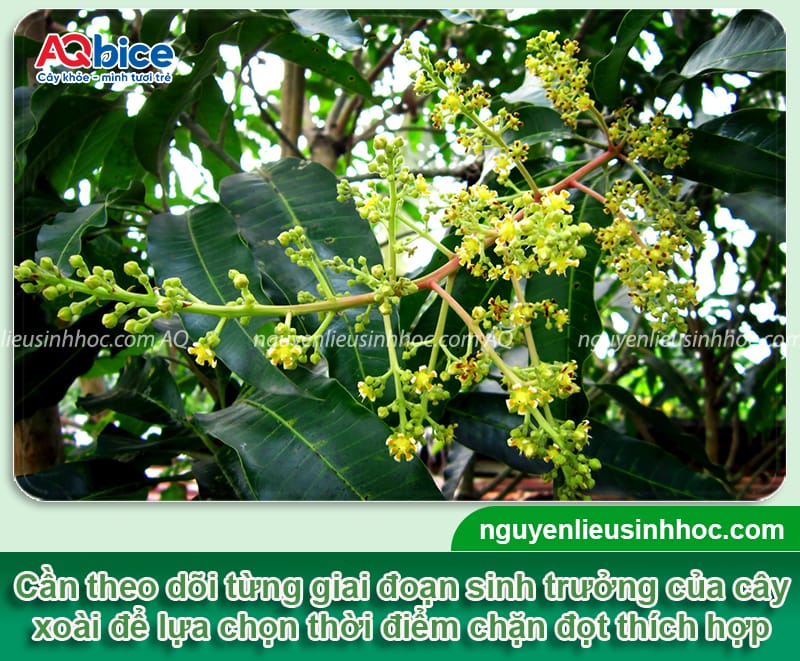 Thuốc chặn đọt xoài giúp phân hóa mầm hoa hiệu quả 3 Thuốc chặn đọt xoài: Cách chọn và sử dụng hiệu quả nhất