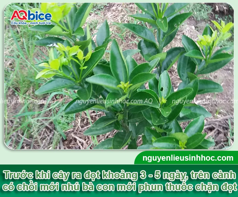 Thuốc chặn đọt cam giúp lá mau già, cây phân hóa nhanh 2 Thuốc chặn đọt cam: Cách giúp cây phân hóa mầm hoa đúng cách