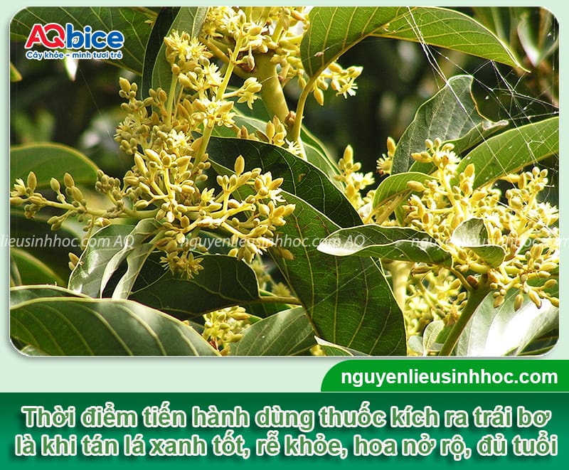 Thuốc kích bơ ra trái: Giải pháp để bơ ra trái đúng vụ 2 Thuốc kích bơ ra trái: Giải pháp bơ ra sai trái, đúng mùa vụ