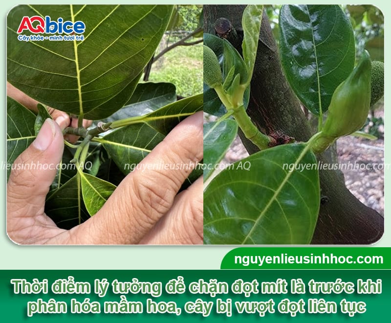 Thuốc chặn đọt mít: Hướng dẫn chọn đúng loại, dùng đúng cách 3 Thuốc chặn đọt mít: Hướng dẫn chọn đúng loại, dùng đúng cách