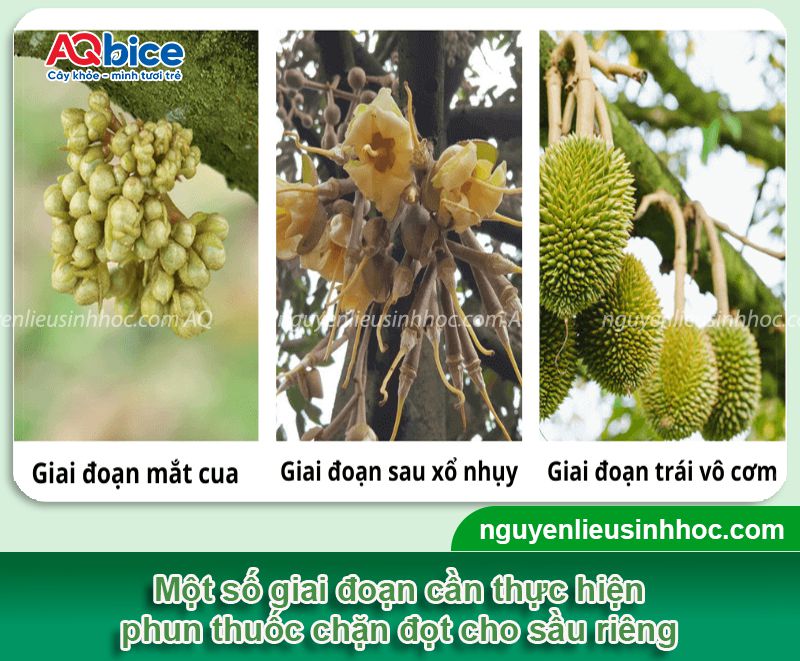 Thuốc chặn đọt sầu riêng giúp ức chế đọt non, lá nhanh già 3 Thuốc chặn đọt sầu riêng ức chế đọt, lá nhanh già và tăng đậu trái