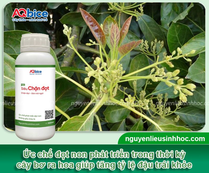 Thuốc chặn đọt bơ sinh học nhanh chóng, an toàn cho cây