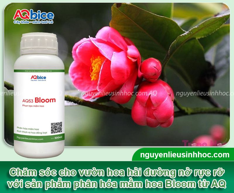 Cách trồng hoa hải đường trong chậu đẹp rực rỡ quanh năm
