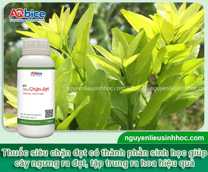 Thuốc chặn đọt cam giúp lá mau già, cây phân hóa nhanh 3 Thuốc chặn đọt cam: Cách giúp cây phân hóa mầm hoa đúng cách