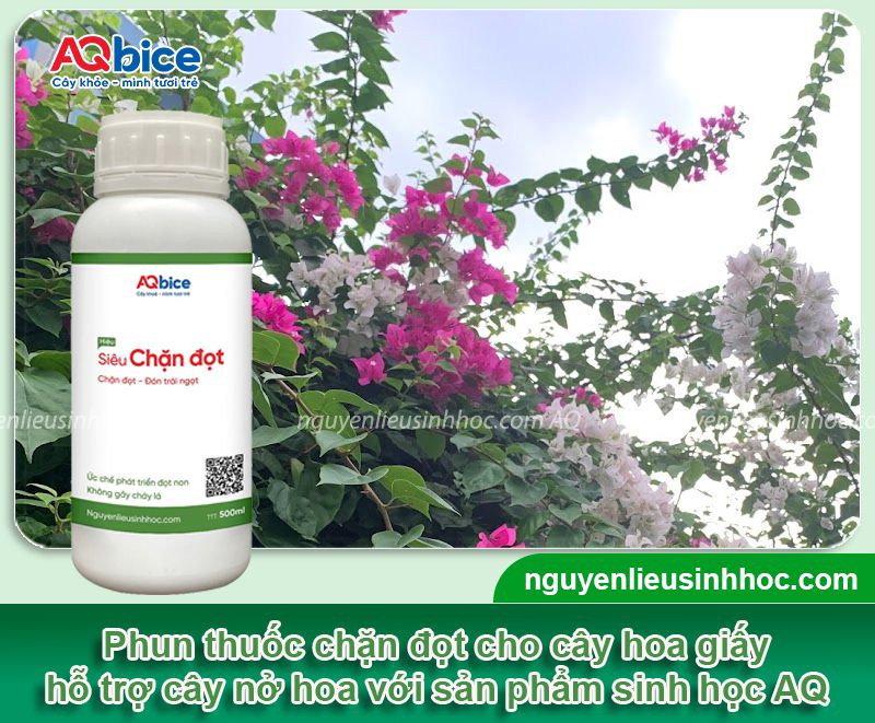 Thuốc chặn đọt hoa giấy già lá nhanh và kích cây ra hoa đều