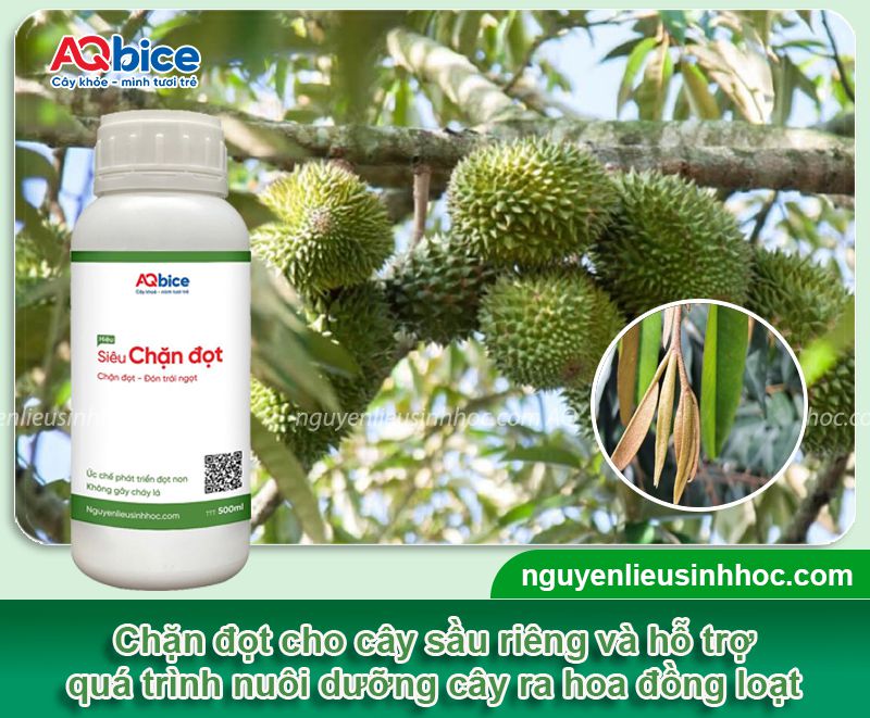 Thuốc chặn đọt sầu riêng ức chế đọt, lá nhanh già và tăng đậu trái