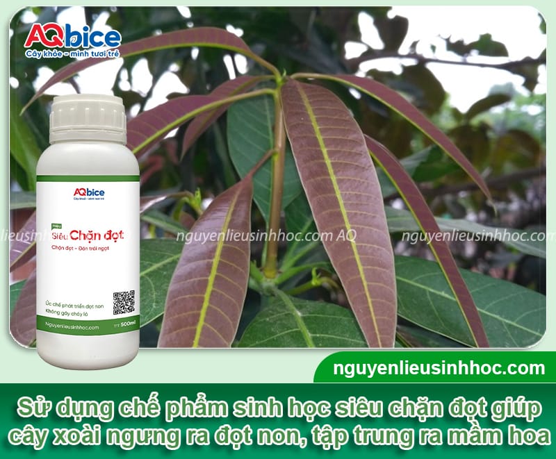 Thuốc chặn đọt xoài giúp phân hóa mầm hoa hiệu quả 4 Thuốc chặn đọt xoài: Cách chọn và sử dụng hiệu quả nhất